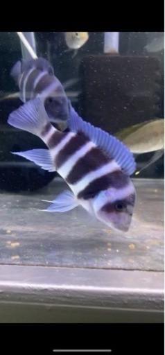 アフリカンシクリッド 、フロントーサ、Cyphotilapia frontosa blue Zaire Moba 7-8㎝　WILD 写真個体販売