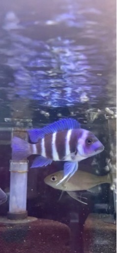 アフリカンシクリッド 、フロントーサ、Cyphotilapia frontosa blue Zaire Moba 7-8㎝　WILD 