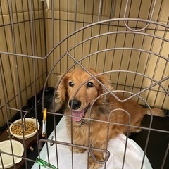 どなたか飼って頂けないでしょうか😭