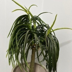 フェイクグリーン　観葉植物の画像