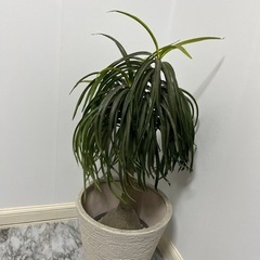 フェイクグリーン　観葉植物の画像