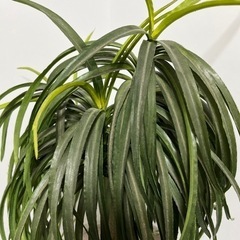 フェイクグリーン　観葉植物の画像