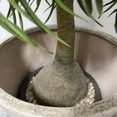 フェイクグリーン　観葉植物の画像