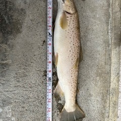 渓流、本流、池、海などの釣り仲間募集 - 友達