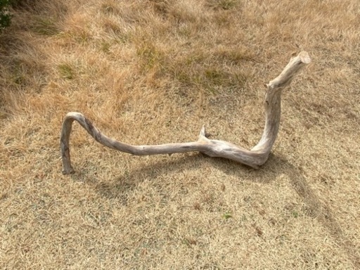 特大天然流木　最長辺130cmの流木