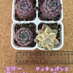 レア多肉植物のセット　エケベリア　韓国　輸入苗の画像