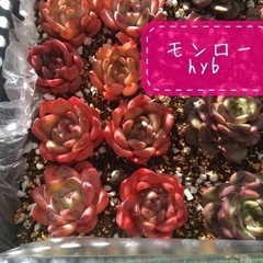 レア多肉植物のセット　エケベリア　韓国　輸入苗の画像