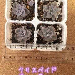 レア多肉植物のセット　エケベリア　韓国　輸入苗の画像