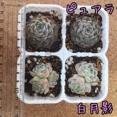 レア多肉植物のセット　エケベリア　韓国　輸入苗の画像