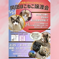 2.25【岡田ほごねこ譲渡会】
