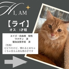イケメン✨ボーイ【ライ】