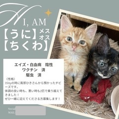 【うに】【ちくわ】兄妹✨いつも一緒