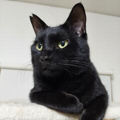 甘えん坊で遊ぶのが上手な黒猫(男の子)