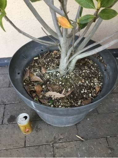 ＊ピンクシャンデリア　１２０センチ＊