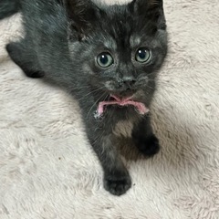 くるみ　里親候補の方と相談中 - 猫