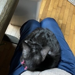 くるみ　里親候補の方と相談中 − 富山県