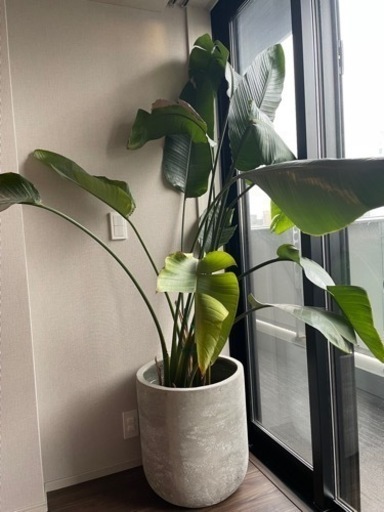 高級鉢付き　観葉植物　オーガスタ
