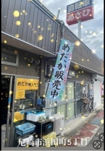 フロマージュ体外光タイプ 1プア 産卵中 めだか メダカ
