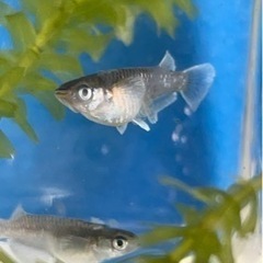 フロマージュ体外光タイプ 1プア 産卵中 めだか メダカの画像