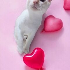 2月25日（日）🩷🩷三鷹で猫の譲渡会🩷🩷　沖縄からの男の子生後8...