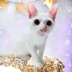 2月25日（日）🩷🩷三鷹で猫の譲渡会🩷🩷　沖縄からの男の子生後8ヶ月シャム系白猫ラブリーな性格　飼い主不在確認すみ - 三鷹市