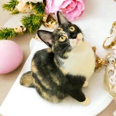 2月25日（日）🩷🩷三鷹で猫の譲渡会🩷🩷エキゾチックな模様の女の...