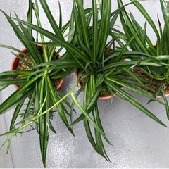 植物🪴の画像