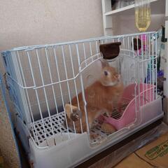ウサギ（ネザーランドドワーフ）