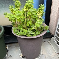 【引渡済】多肉植物　アロマティカス　プランターごと