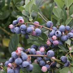 【埼玉県川口市】果樹・花木の苗木生産及び管理、出荷作業等　求人募集