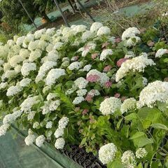【茨城県つくば市】果樹・花木の苗木生産及び管理、出荷作業等　求人募集の画像