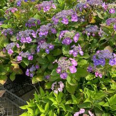 【茨城県つくば市】果樹・花木の苗木生産及び管理、出荷作業等　求人募集の画像