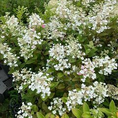 【茨城県つくば市】果樹・花木の苗木生産及び管理、出荷作業等　求人募集の画像