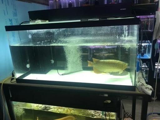 お譲り先決定‼️‼️‼️1200水槽底面ホワイト　奥行き600 大型水槽　水槽機材　水槽用品