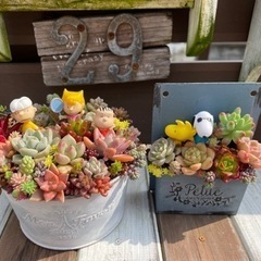 多肉植物寄せ植え2つセット