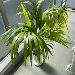 観葉植物　ケンチャヤシの画像