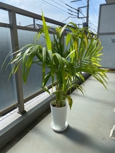 観葉植物　ケンチャヤシ