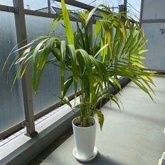 観葉植物　ケンチャヤシ