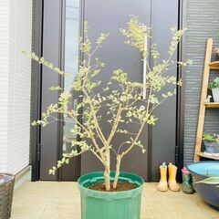 【低木】シルバープリペット（10号スリット鉢つき）