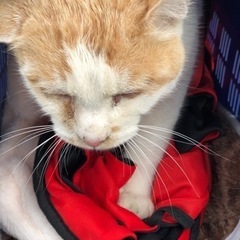 皆様ありがとうございました。 - 猫