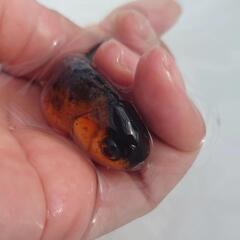 🉐特価🉐国産　五色江戸錦　可愛く水槽飼育もおすすめサイズ！約６センチ前後　安心現物個体❗　№４の画像