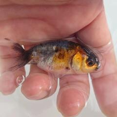 🉐特価🉐国産　五色江戸錦　可愛く水槽飼育もおすすめサイズ！約６セ...