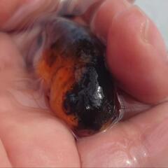 🉐特価🉐国産　五色江戸錦　可愛く水槽飼育もおすすめサイズ！約６センチ前後　安心現物個体❗　№４の画像