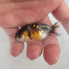 🉐特価🉐国産　五色江戸錦　可愛く水槽飼育もおすすめサイズ！約６センチ前後　安心現物個体❗　№４の画像