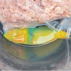 船🎣や🐟突きしてるよって方いませんか？？ − 沖縄県