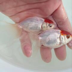 完売🙇🐟お得２匹セット🉐国産　丹頂　可愛く水槽飼育もおすすめサイズ✨約９センチ前後　安心現物個体😌 　№1の画像