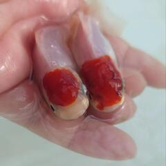 完売🙇🐟お得２匹セット🉐国産　丹頂　可愛く水槽飼育もおすすめサイズ✨約９センチ前後　安心現物個体😌 　№1の画像