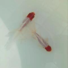 完売🙇🐟お得２匹セット🉐国産　丹頂　可愛く水槽飼育もおすすめサイズ✨約９センチ前後　安心現物個体😌 　№1の画像