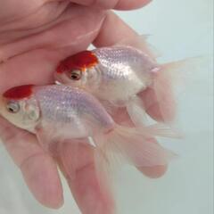完売🙇🐟お得２匹セット🉐国産　丹頂　可愛く水槽飼育もおすすめサイズ✨約９センチ前後　安心現物個体😌 　№1の画像