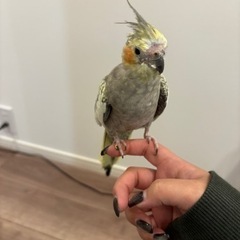 【受付終了】オカメインコ